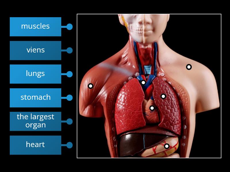 map of human body for grade 3 - Diagrama con etiquetas