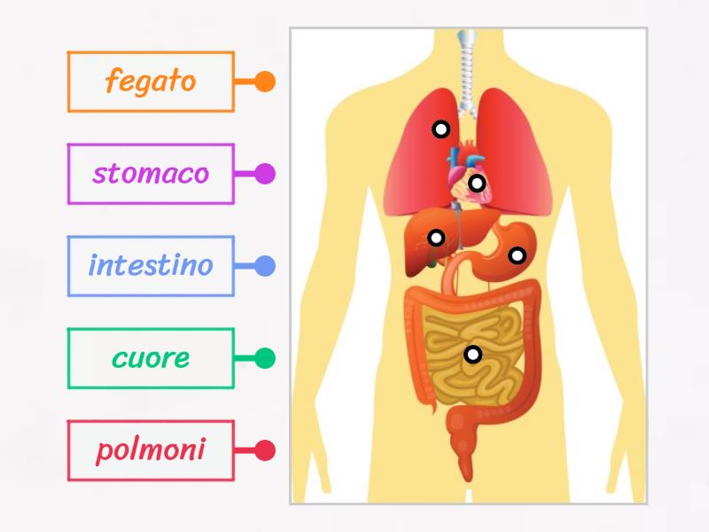 gioco corpo umano italiano - Labelled diagram