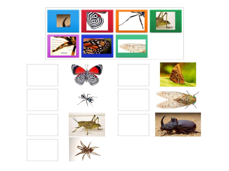Juguemos juntos para formar diferentes insectos - Match up