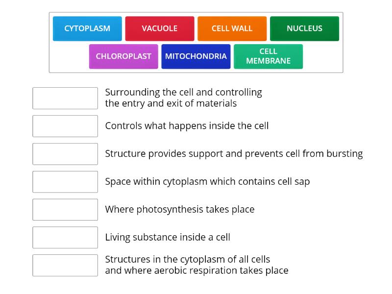 CELLS quiz - Match up