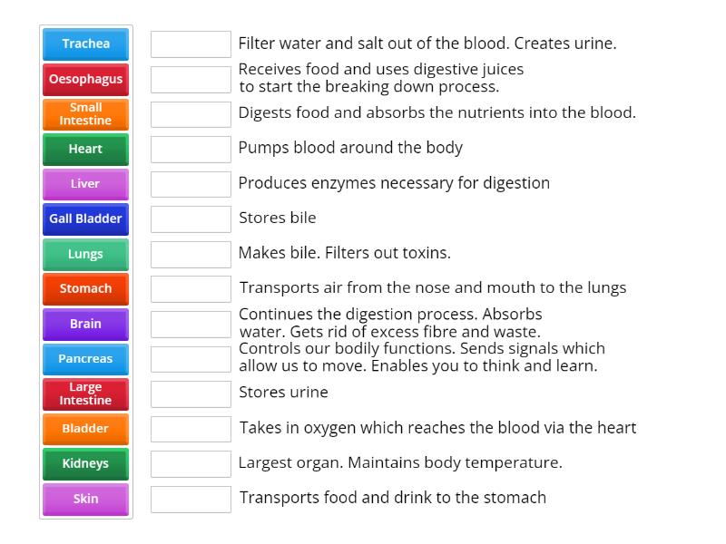 Functions of Human Organs - Une las parejas
