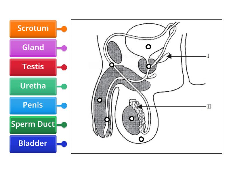 Male Reproductive System Labelled Diagram