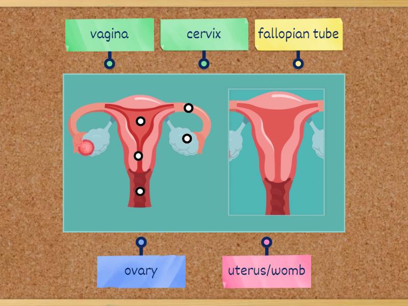 Female Sex Organs Labelled Diagram 5285