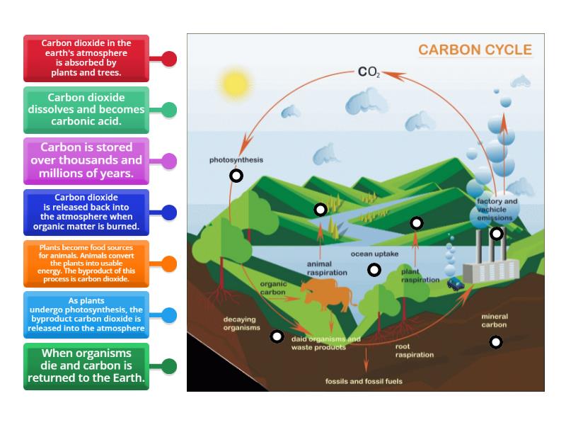 The Carbon Cycle: Label The Diagram - Labelled Diagram