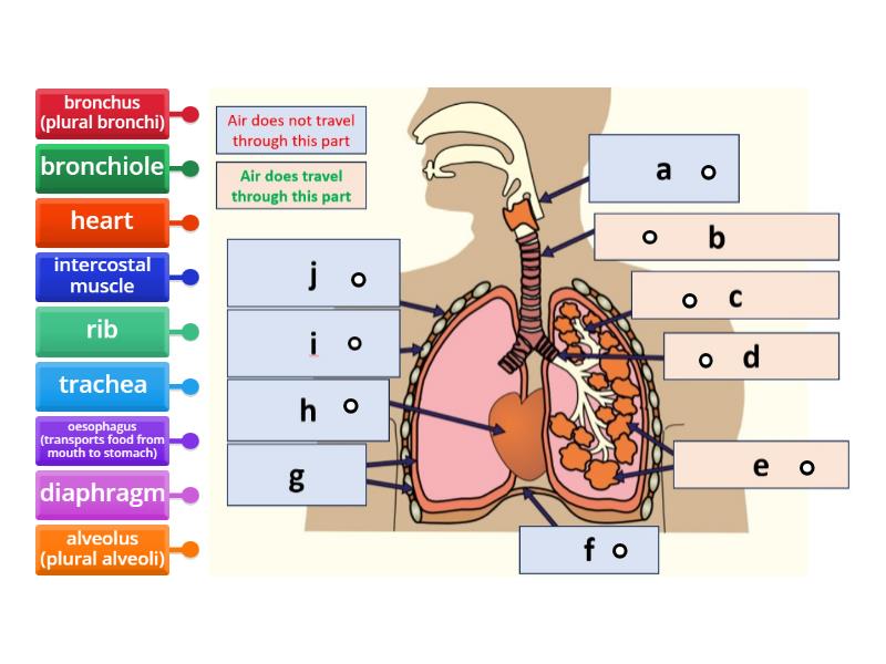 Structure of the thorax - AQA GCSE Biology - Labelled diagram