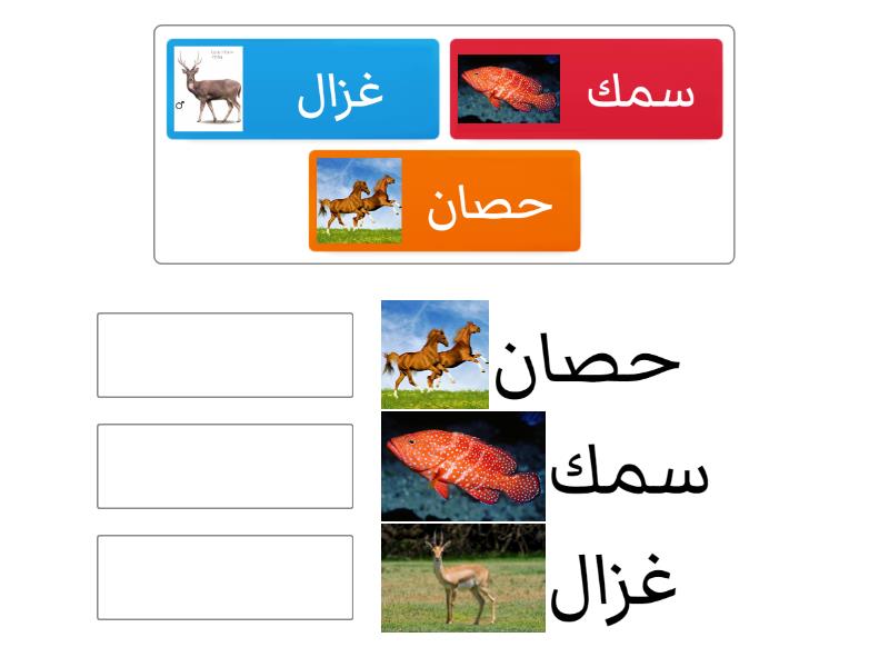 Bahasa arab hewan - Match up