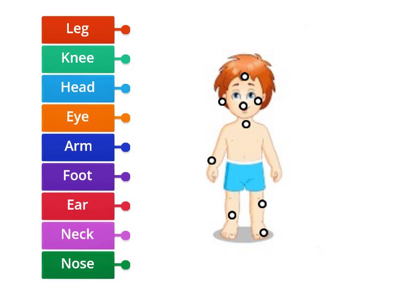 Body Parts Labelling - Labelled Diagram