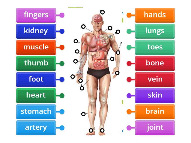 Body parts - Labelled diagram
