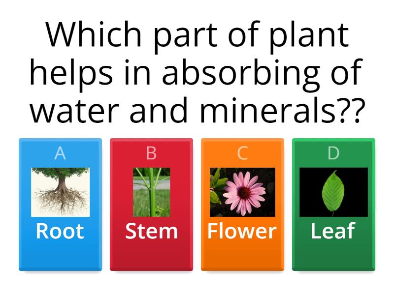 parts of plant and their functions. - Quiz
