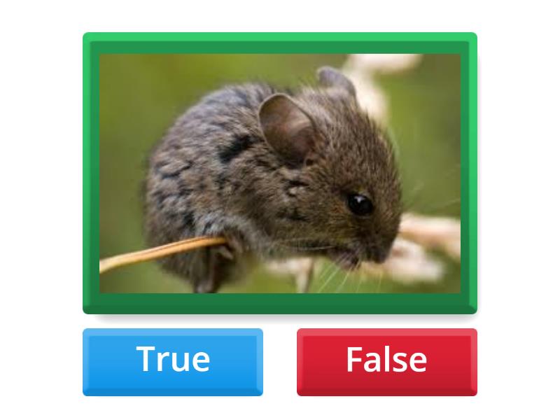 Letter S - True or false