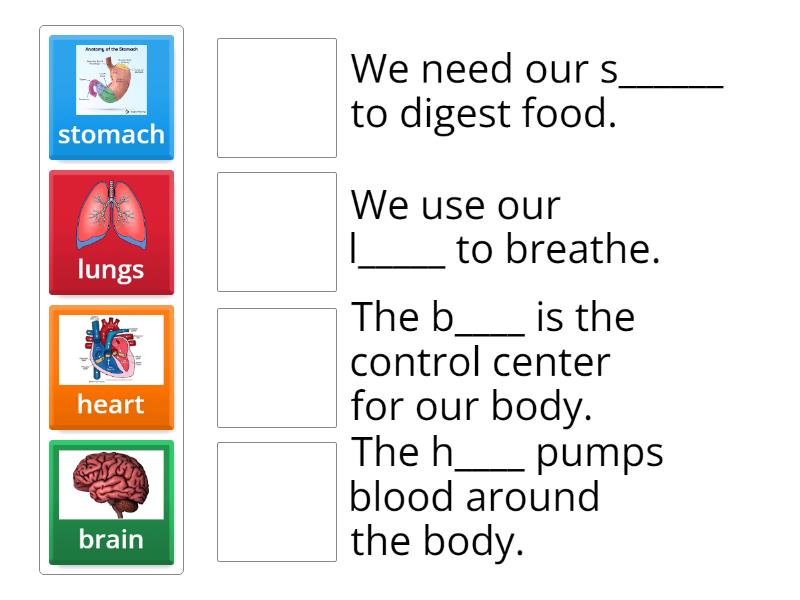 Human body questions - Match up