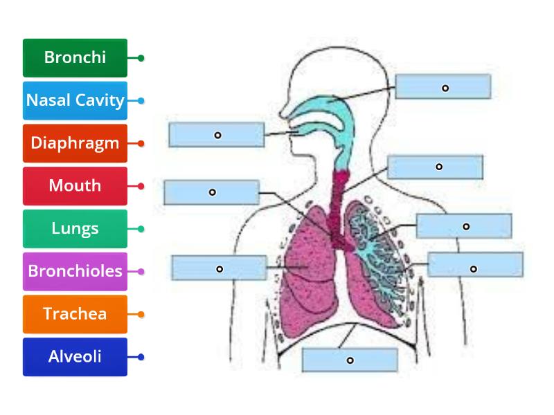 Label The Respiratory System - Labelled Diagram