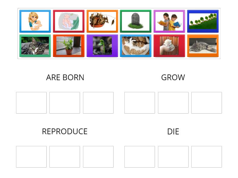 LIFE CYCLE - Group sort