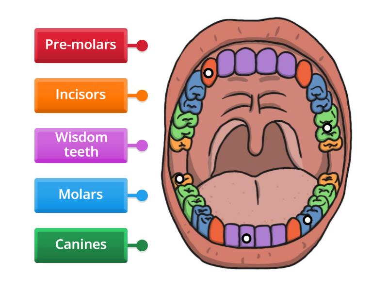 Types of Teeth - Labelled diagram