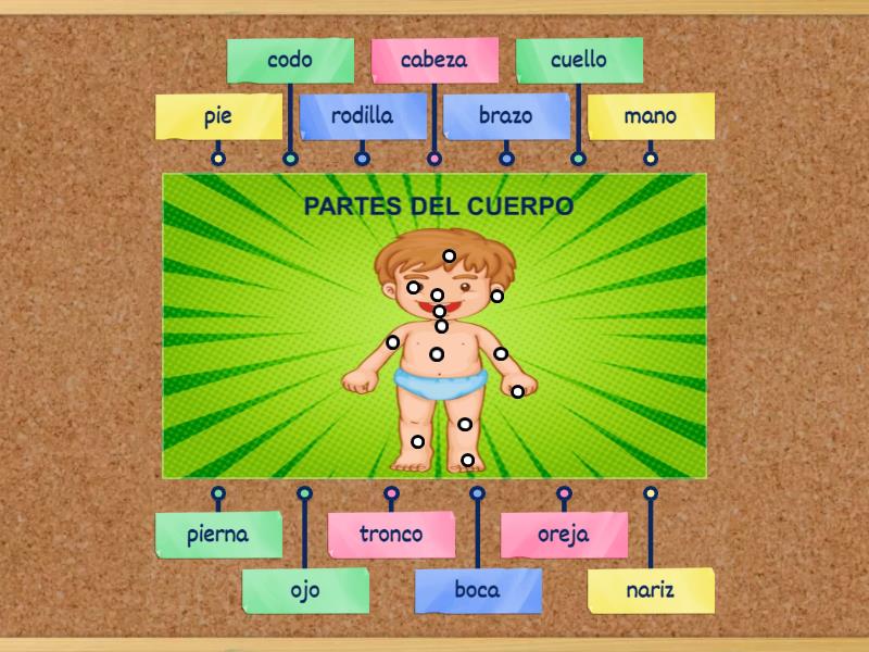 PARTES DEL CUERPO HUMANO - Labelled diagram