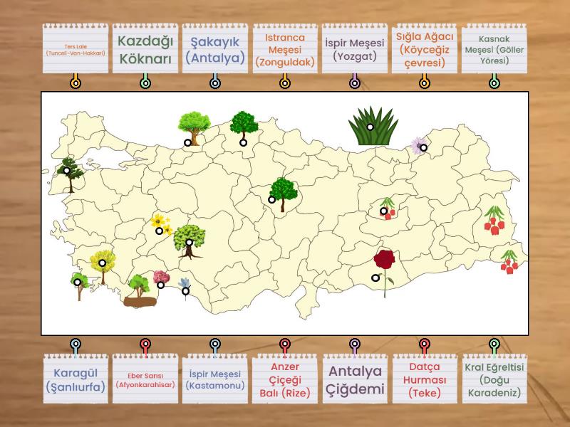 t-rkiye-nin-endemik-bitkileri-recai-k-kdal-labelled-diagram