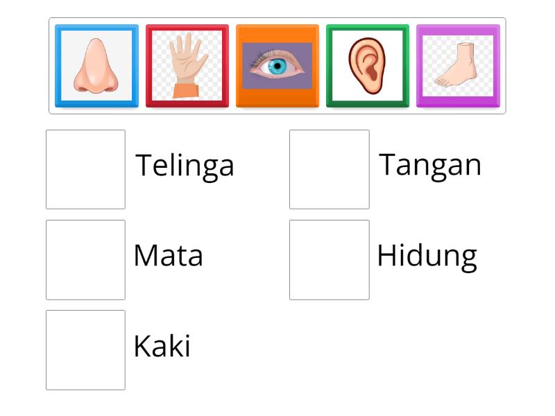 Mencocokkan Nama Organ Tubuh - Match Up