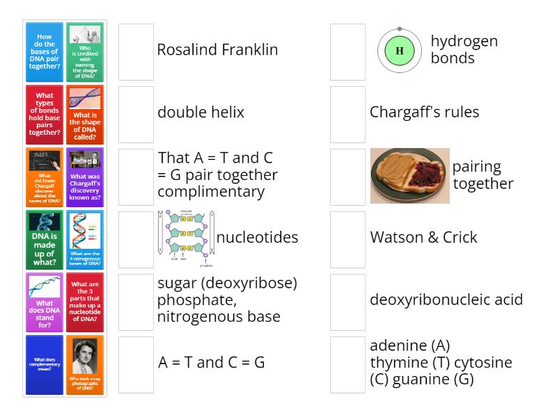 8 2 the structure of dna match up
