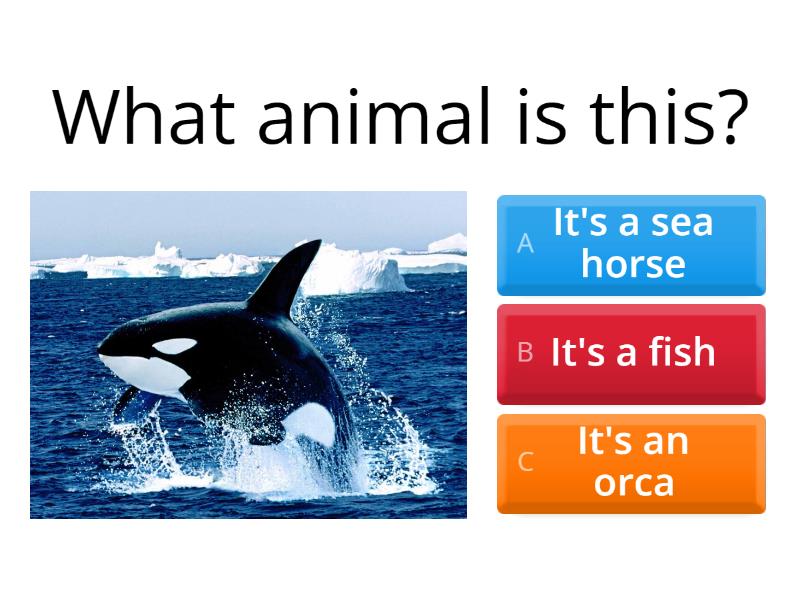 Ocean life - Quiz