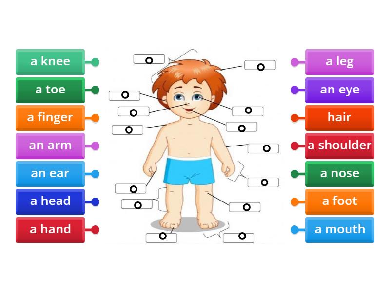 Body Parts - Labelled diagram