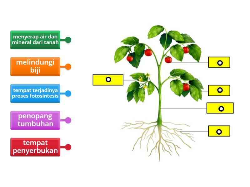 Fungsi bagian-bagian tumbuhan - Labelled diagram