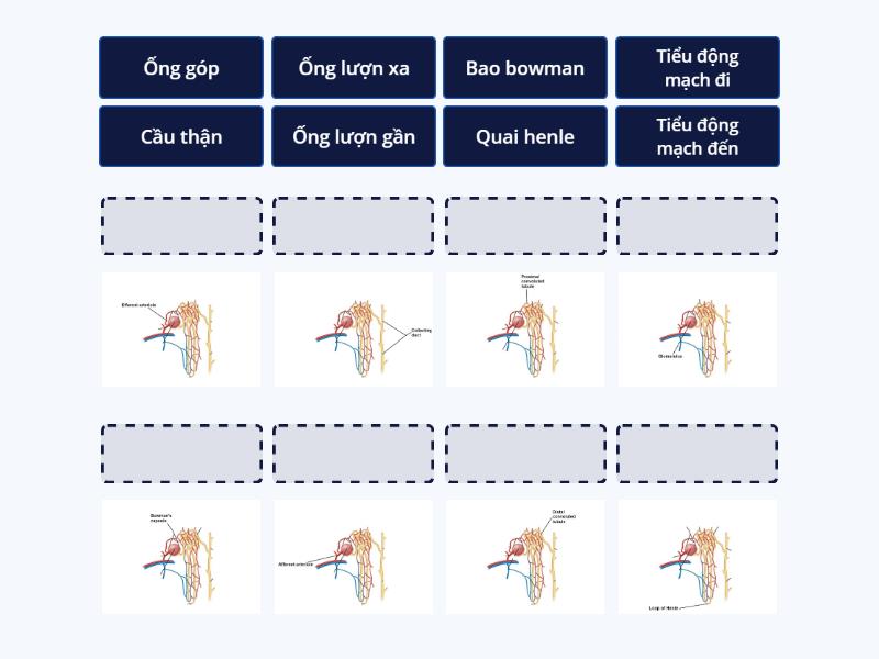 The Urinary System 03 Match Up