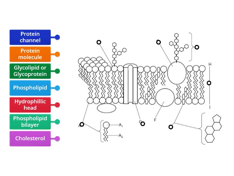 Cell-surface membrane diagram - Labelled diagram