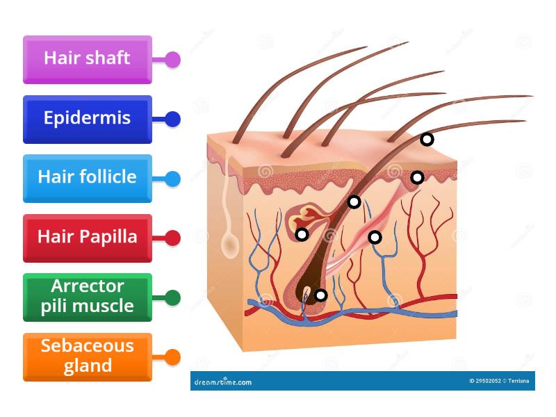 Structure of the hair - Labelled diagram