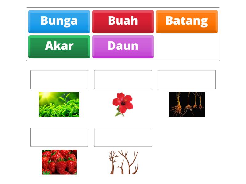 Menentukan Bagian Tubuh Tumbuhan - Match up