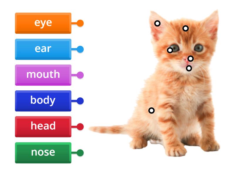 Parts of the body - Labelled diagram