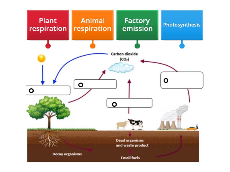 Topic 9 Lesson 4 Matter and Energy Transfer Within Ecosystems ...