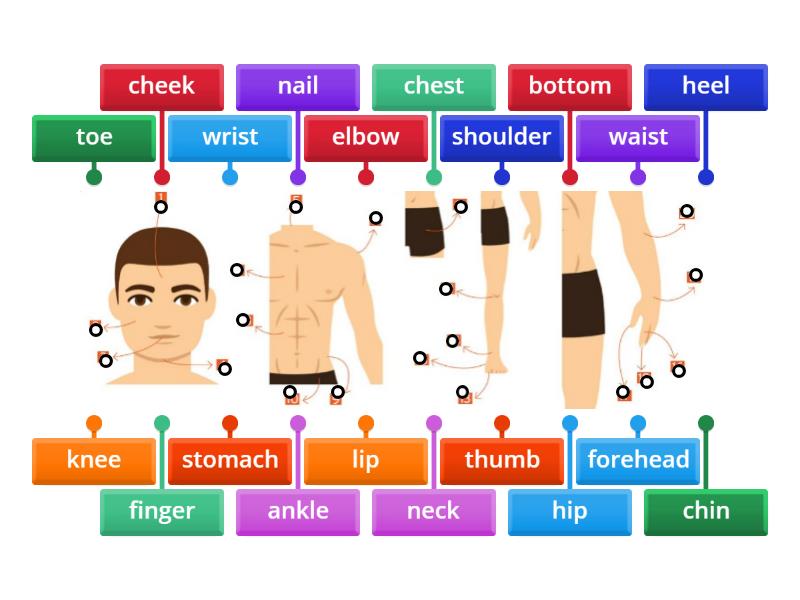 Parts Of The Body - Labelled Diagram