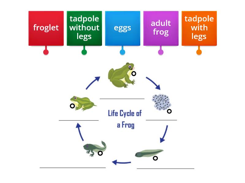 Life Cycle Of A Frog Labelled Diagram