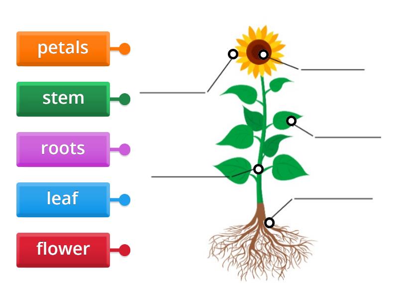 plant diagram - Labelled diagram