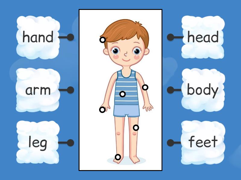 Parts of the body KG - مخطط المربعات