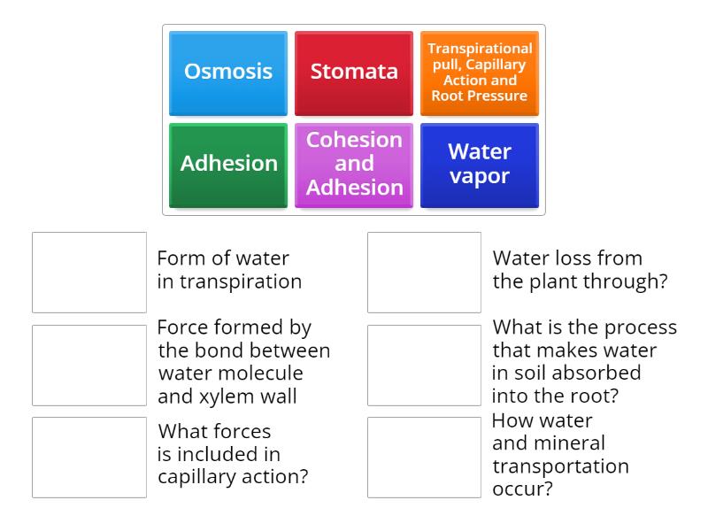 Water And Mineral Transportion In Plants - Abbinamenti