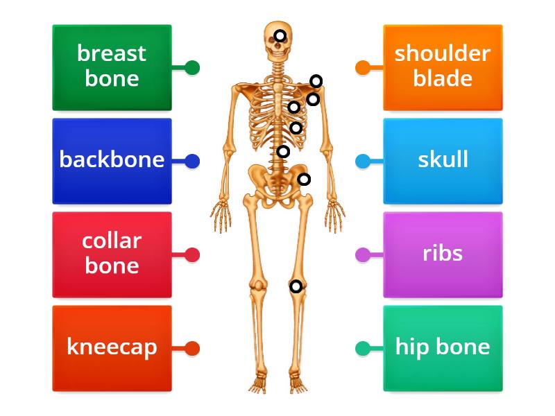 skeletal system - Labelled diagram