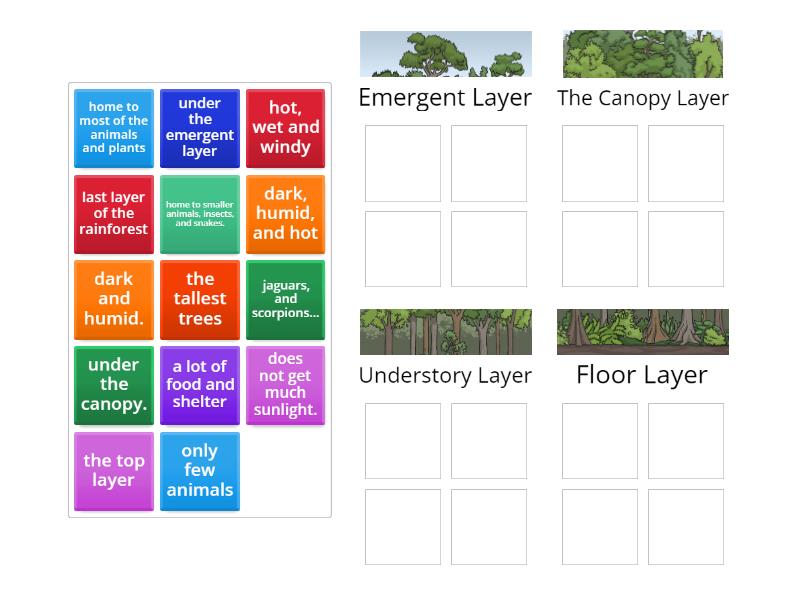 layers of the rainforest: characteristics - Group sort