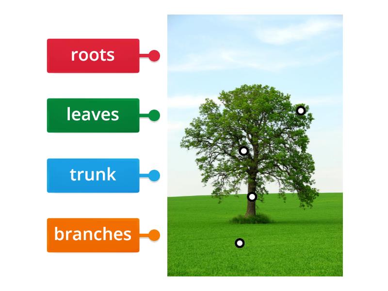 the-parts-of-a-tree-labelled-diagram