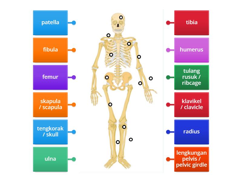 Sains KSSM Tingkatan 4: Sistem Rangka Manusia - Labelled Diagram