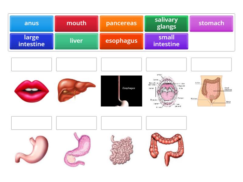 juego digestive system - Match up