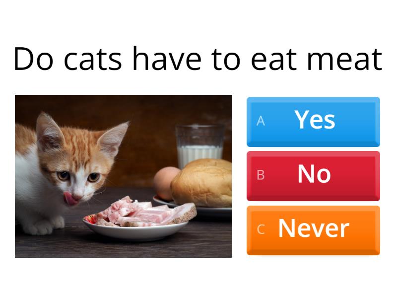 taking-care-of-cats-quiz