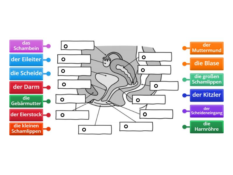 Die Weiblichen Geschlechtsorgane - Labelled Diagram