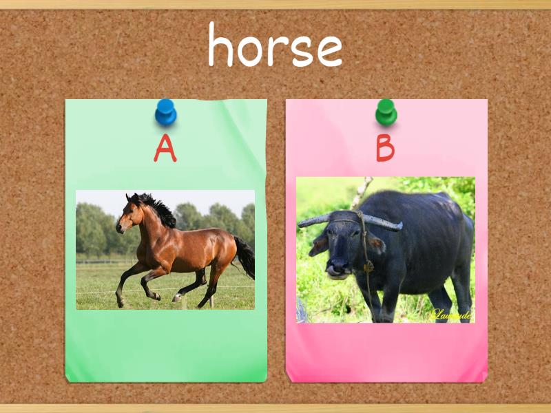 Name the Animals - Quiz