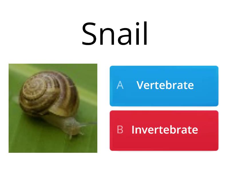 Vertebrates And Invertebrates - Quiz