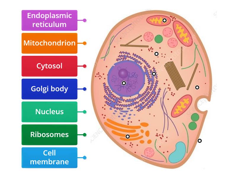 Animal cell to label - Labelled diagram