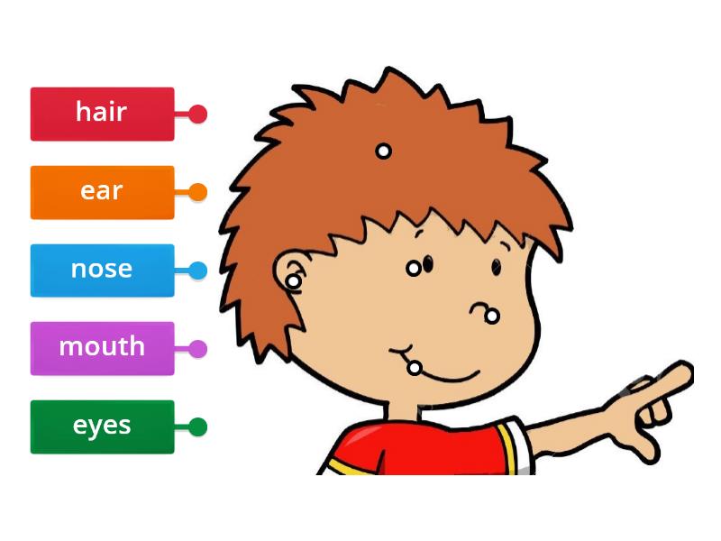 parts-of-the-head-labelled-diagram