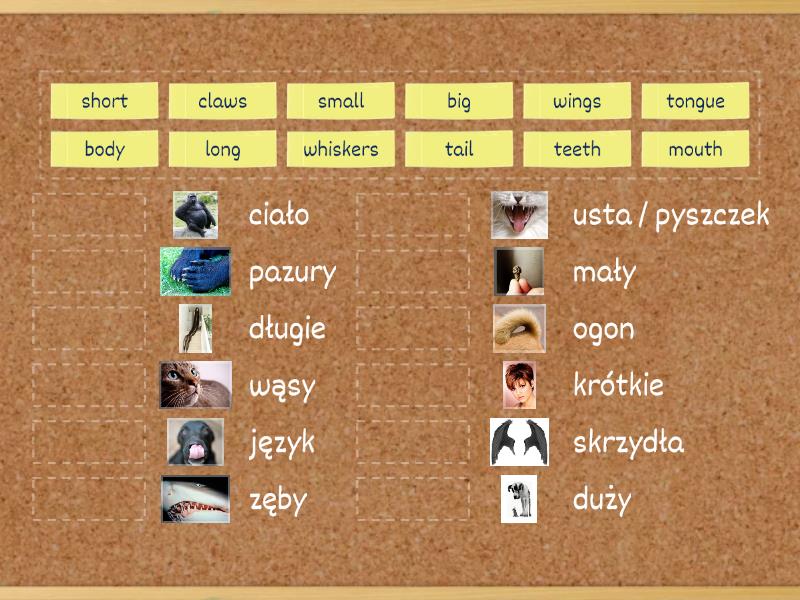 wordwall bugs team 3 unit 2 animals body parts