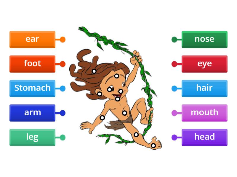 body parts - Labelled diagram