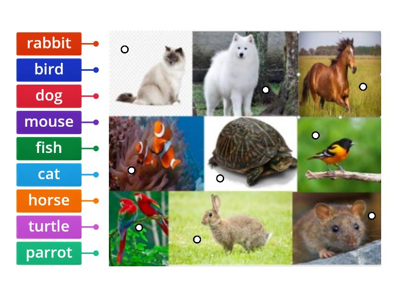 Matching Pets Labelled Diagram